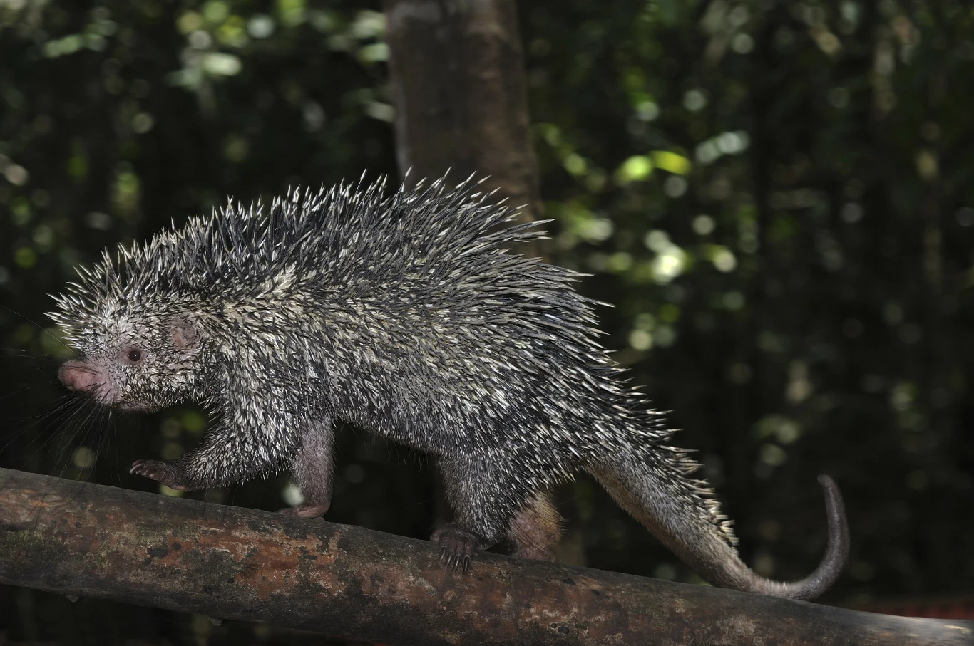 Jeżozwierz z charakterystycznymi kolcami na grzbiecie idzie po gałęzi w gęstym leśnym otoczeniu, tło stanowią rozmyte drzewa i liście.