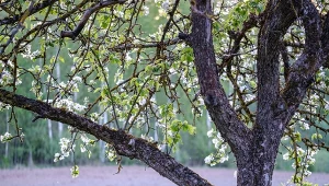 Zapomnij o opryskach. Łatwiej ochronisz jabłoń przed mączniakiem