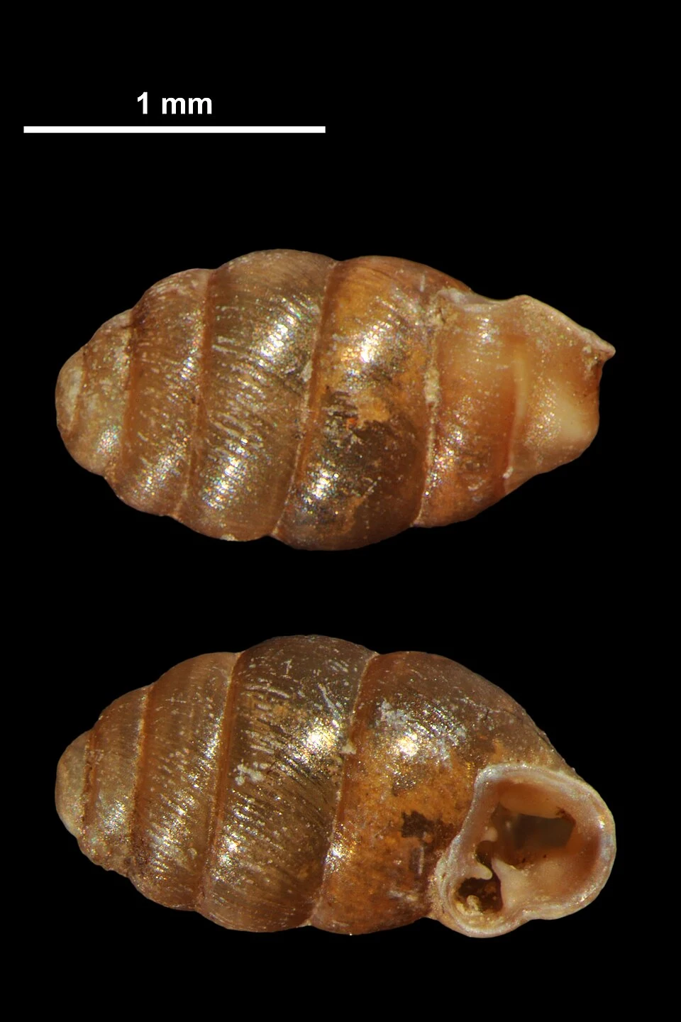 Poczwarówka zwężona to maleńki ślimak Dwa widoki muszli drobnego ślimaka o błyszczącej powierzchni, brązowym zabarwieniu z wyraźnymi żebrowaniami, na czarnym tle, z podaną skalą wielkości