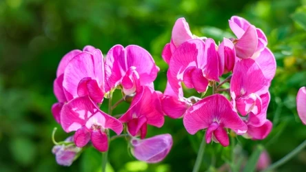 Groszek pachnący, znany również jako groszek wonny, to popularna roślina ozdobna. Sprawdź, jak i kiedy wysiać go w ogrodzie. 