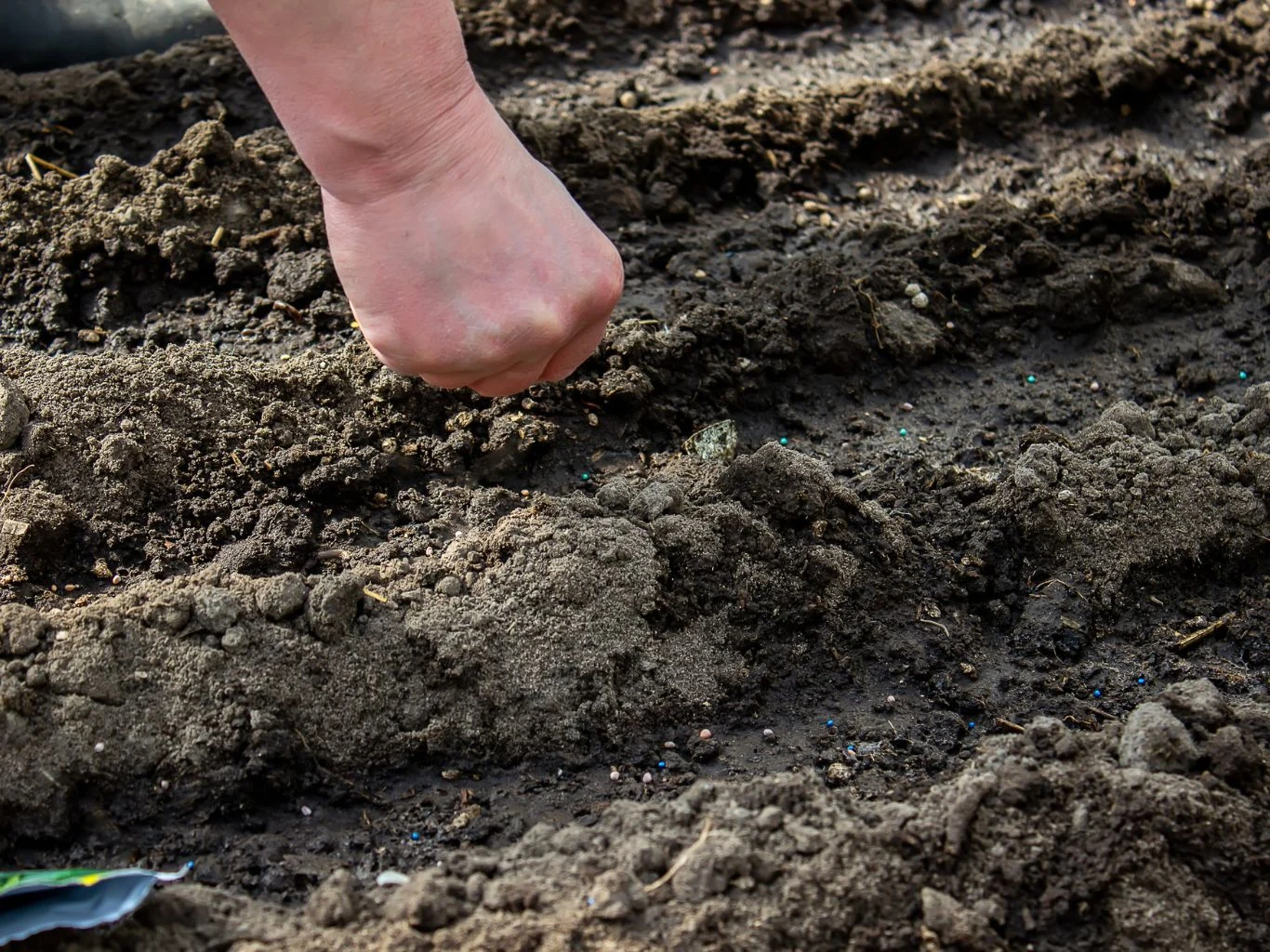 Ręka wsadzająca nasiona w rzędy wilgotnej ziemi, przygotowanej do siewu na przydomowej grządce.