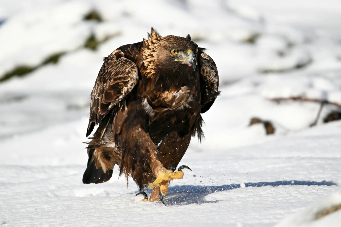 Orzeł przedni to ptak niezwykle silny Orzeł przedni maszerujący po śniegu, z intensywnym spojrzeniem i rozpostartymi skrzydłami, wyraźnie widoczne pazury oraz pióra na tle zimowego krajobrazu.