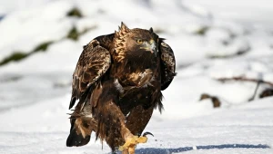 Orzeł przedni to ptak niezwykle silny