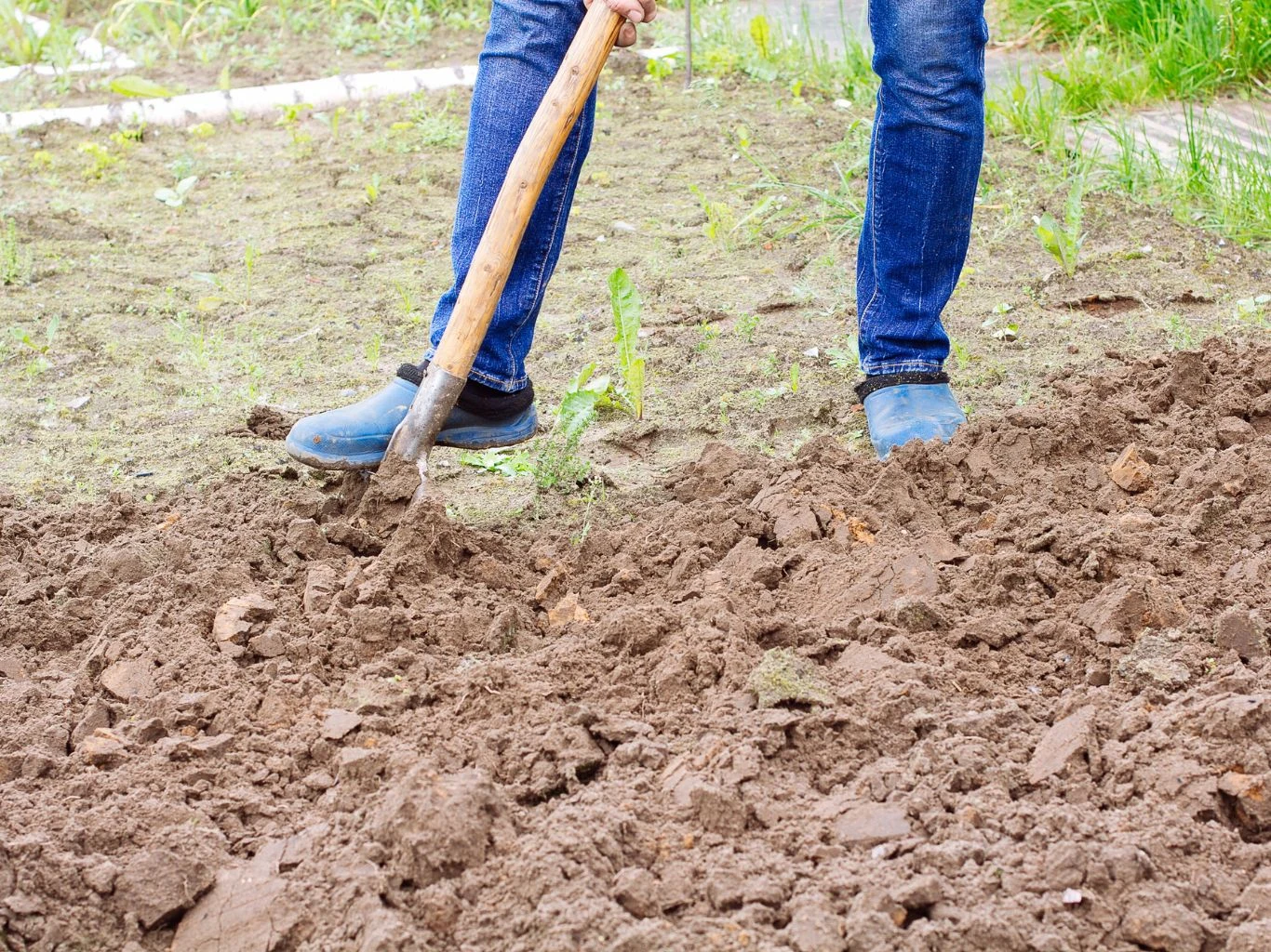 Osoba w niebieskich spodniach i ogrodniczych butach kopie ziemię szpadlem w ogrodzie, ziemia jest świeżo przekopana, wokół rośnie trawa oraz pojedyncze chwasty.