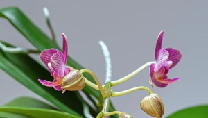 Wystudź, a potem namocz. Storczyk będzie miał wianuszek pąków