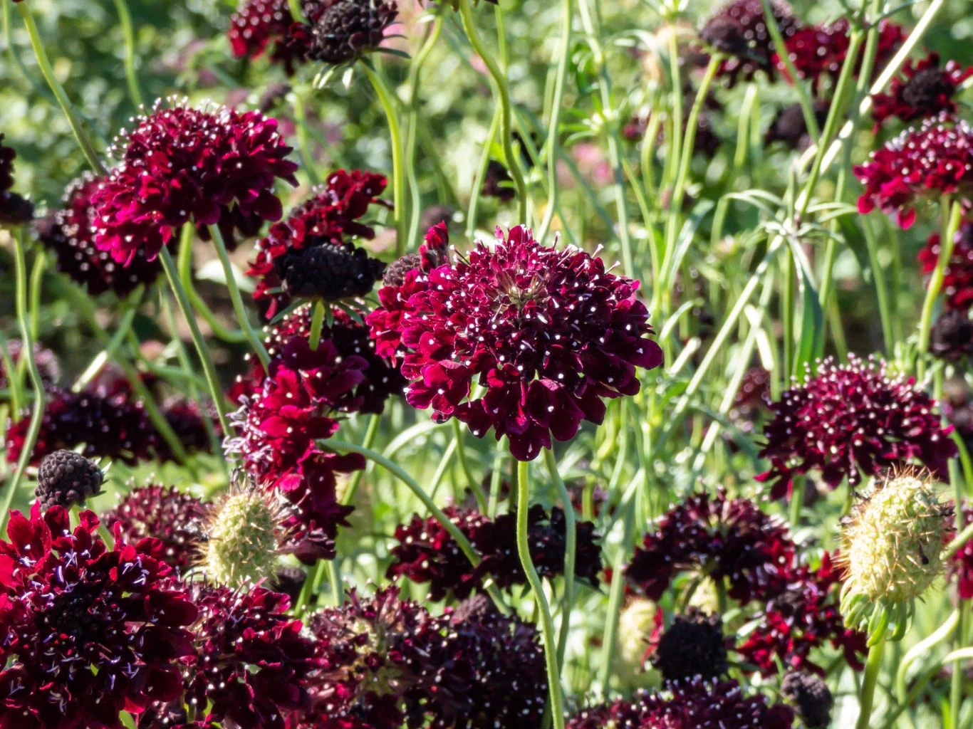 Driakiew łączy w sobie lekkość łąki z elegancją ogrodu. Ma wiele barw. Gęsto rosnące ciemnoczerwone kwiaty na smukłych zielonych łodygach tworzące kolorowy, kontrastowy dywan pośród jasnej zieleni liści i tła