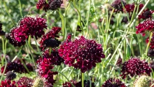 Zachwycająco kwitnie do późnej jesieni. Paletę jej kolorów trudno zliczyć