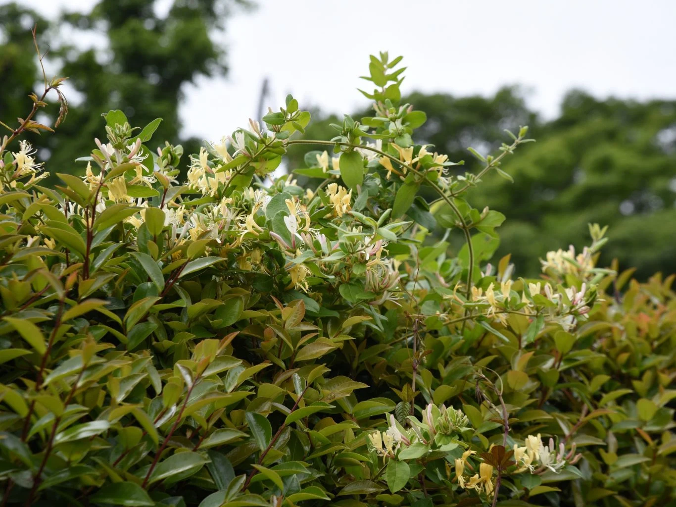 Wiciokrzew świetnie nadaje się na żywopłot. Gęste zielone liście z żółtawobiałymi drobnymi kwiatami na tle rozmytych drzew i nieba.
