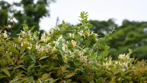 Rośnie szybciej niż chwasty, pachnie wybitnie. Gęsto osłoni cię od sąsiada