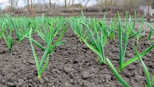 Gdy czosnek zaczyna rosnąć, użyj odżywki. Będzie duży jak pięść