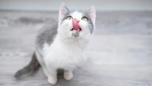 Zamocz w wodzie, a później zasiej. Mruczek podziękuję za kocią ucztę