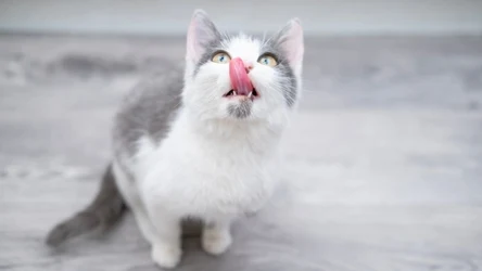 Kot lubi skubać trawkę? Możesz mu ją samodzielnie wysiać w domu