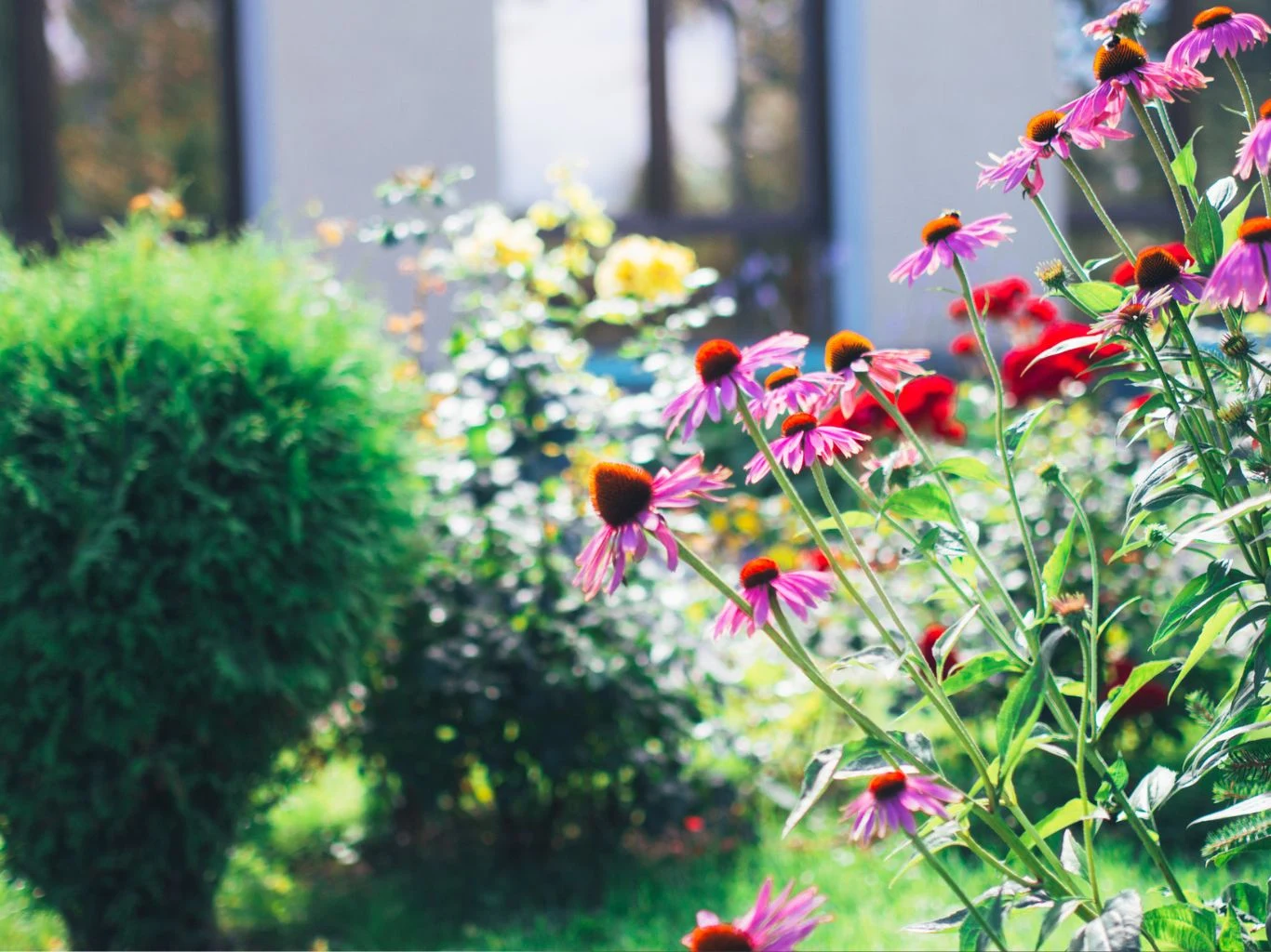 Kolorowe kwiaty jeżówki oraz krzewy w ogrodzie na tle rozmytego budynku.
