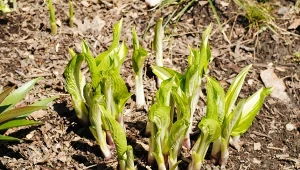 Ślimaki będą omijać hosty z daleka. Jak to zrobić?