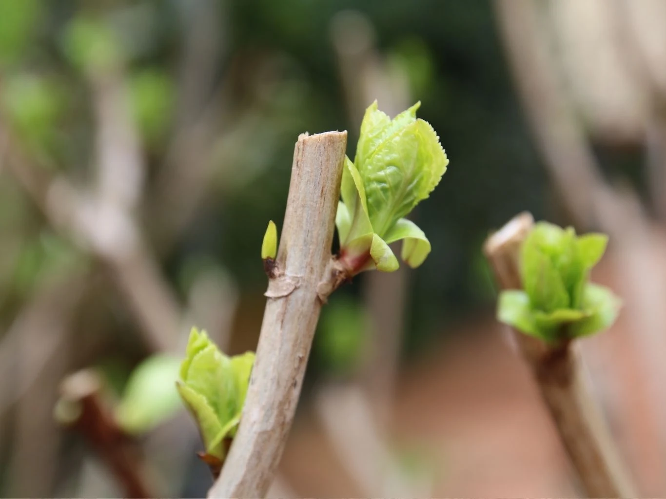 Młode, jasnozielone liście hortensji, wyrastające z przyciętych, drewnianych gałązek. 