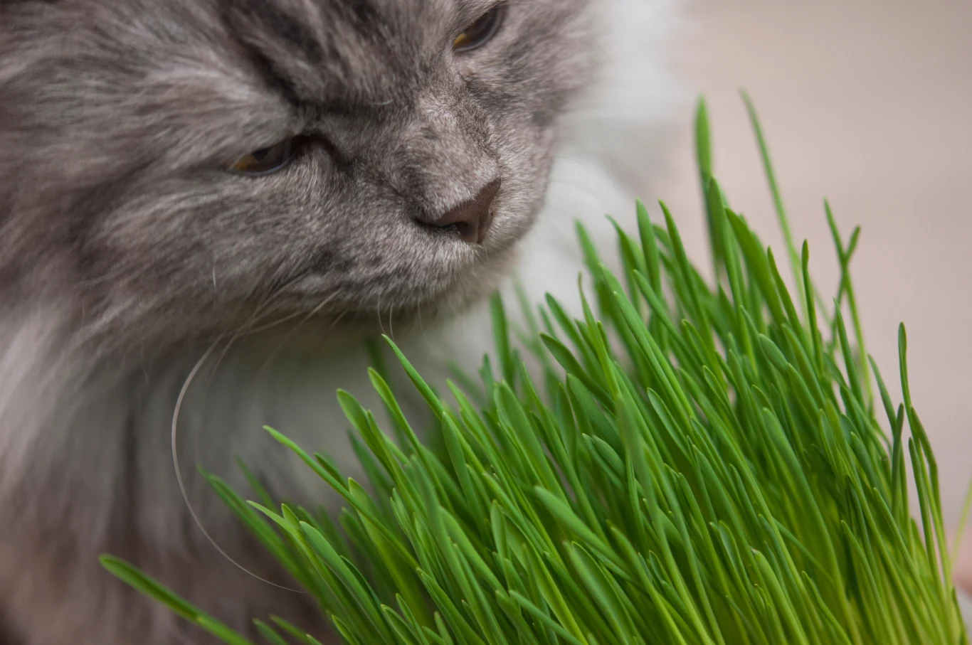 Szary długowłosy kot przygląda się zielonej kępie świeżej trawy, zbliżając do niej pysk.
