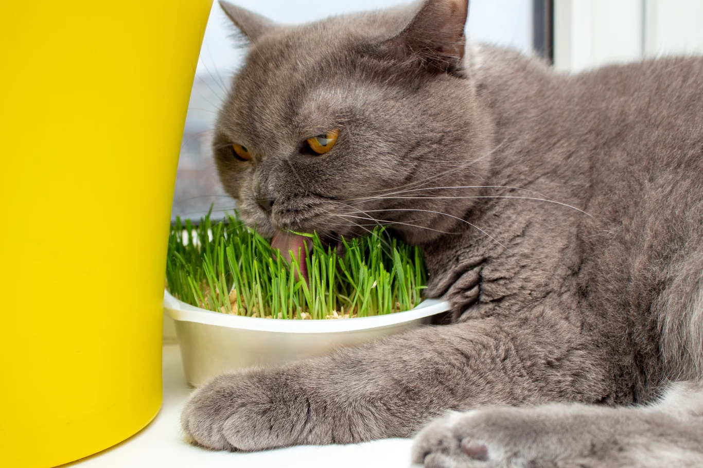 Szary kot z żółtymi oczami spożywa świeżą trawę z białej miseczki stojącej przy żółtej doniczce, na tle okiennego parapetu.