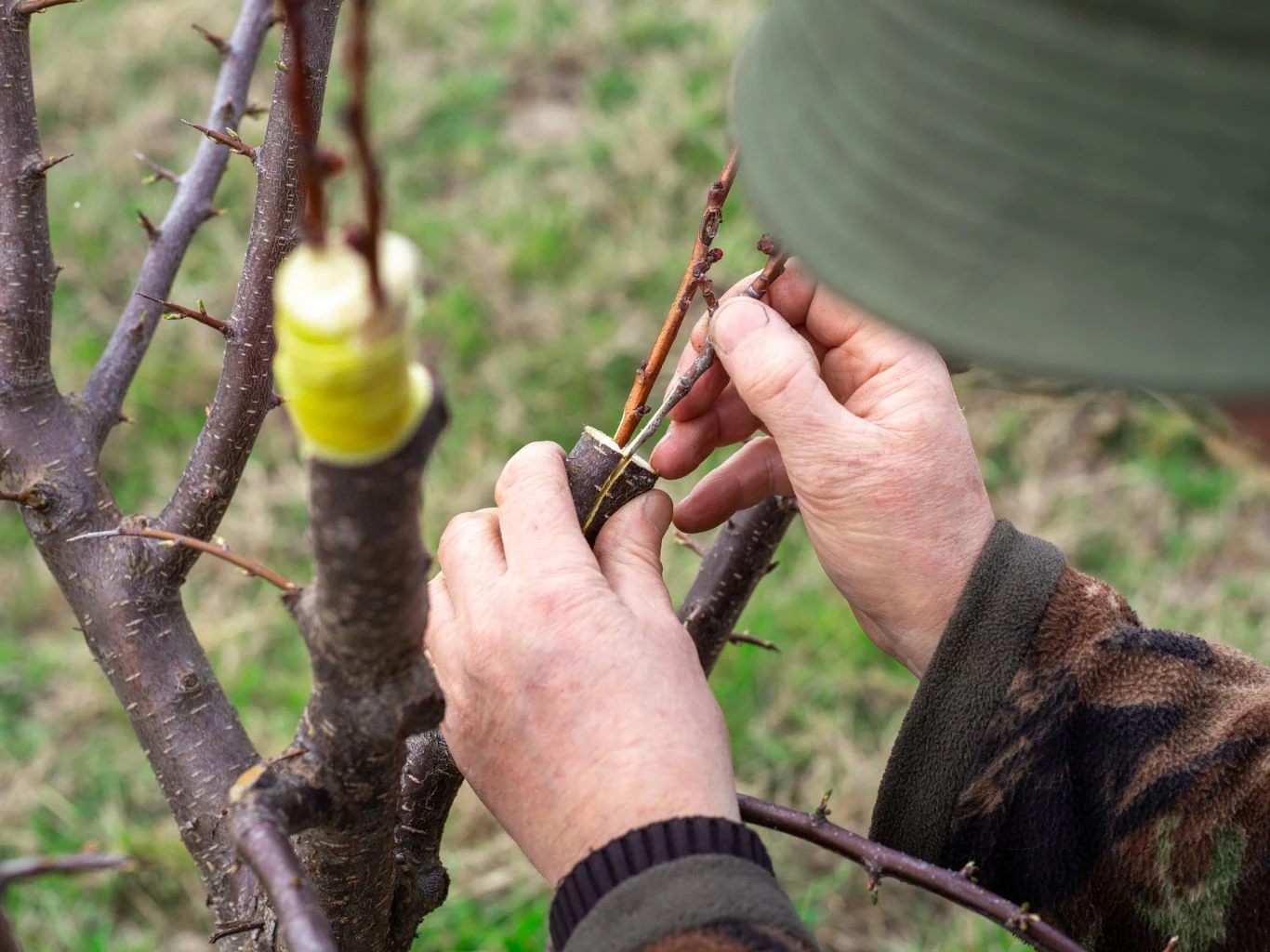 Jak szczepić drzewa owocowe krok po kroku? Ogrodnik szczepi drzewo owocowe.