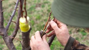 Tak zachowasz starą odmianę jabłoni. Będzie owocować przez lata