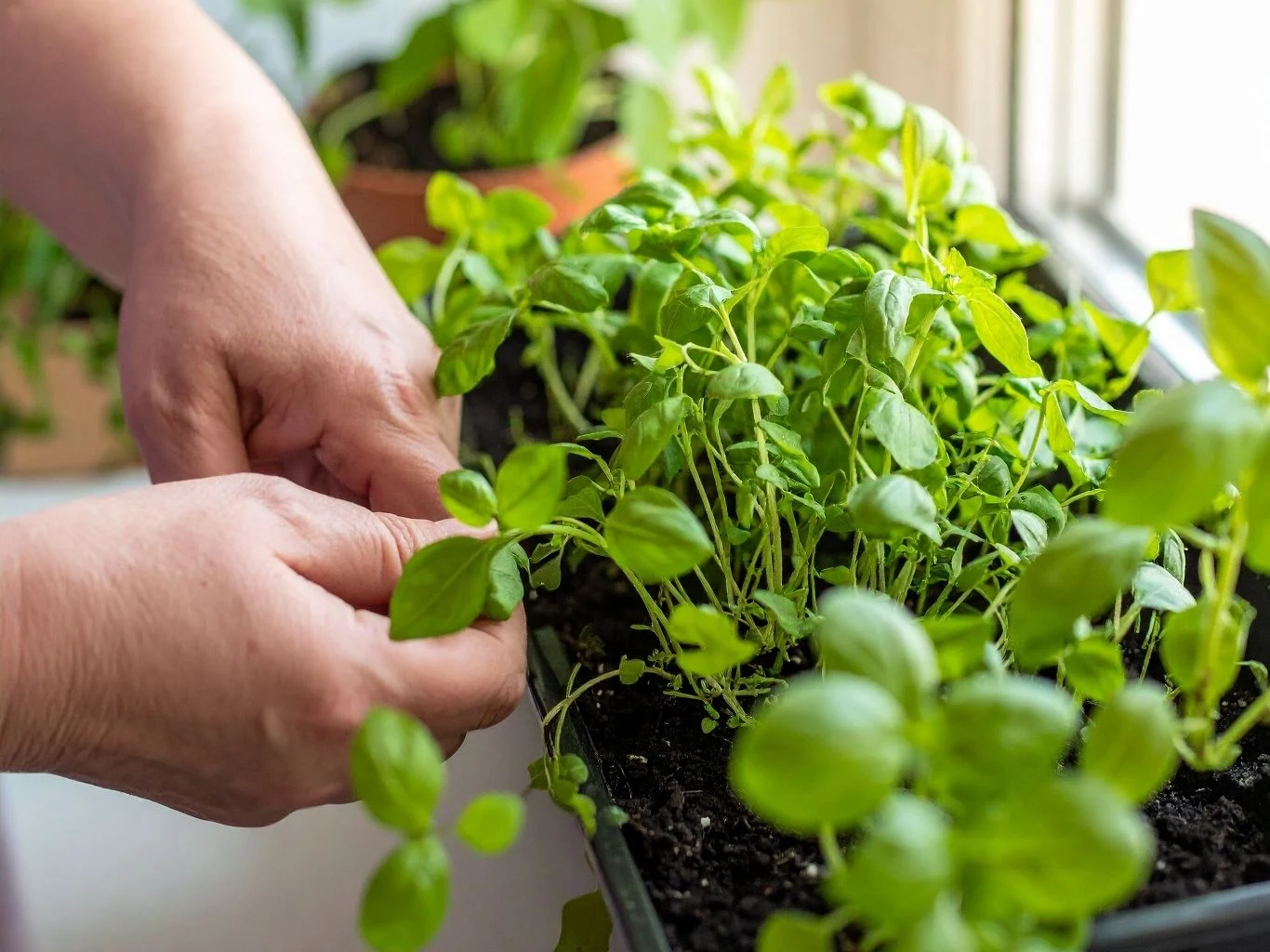 Zielone sadzonki bazylii rosnące w doniczce na parapecie. 