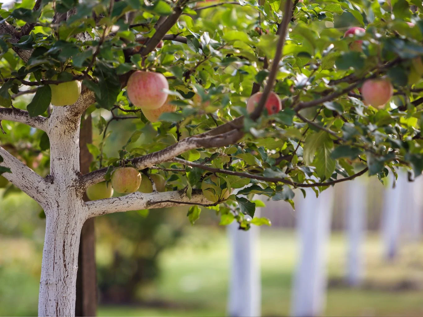Jak dobrać podkładkę do szczepienia jabłoni? Jabłoń z dojrzałymi, czerwono-zielonymi jabłkami, której pień i konary zostały pomalowane białą farbą w celu ochrony drzewa. W tle widoczne kolejne drzewa w sadzie, również pomalowane u podstawy.