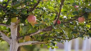 Tak zachowasz starą odmianę jabłoni. Będzie owocować przez lata