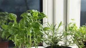 Nie kupuj w markecie. Wysiej bazylię w domu, zbieraj liście miesiącami