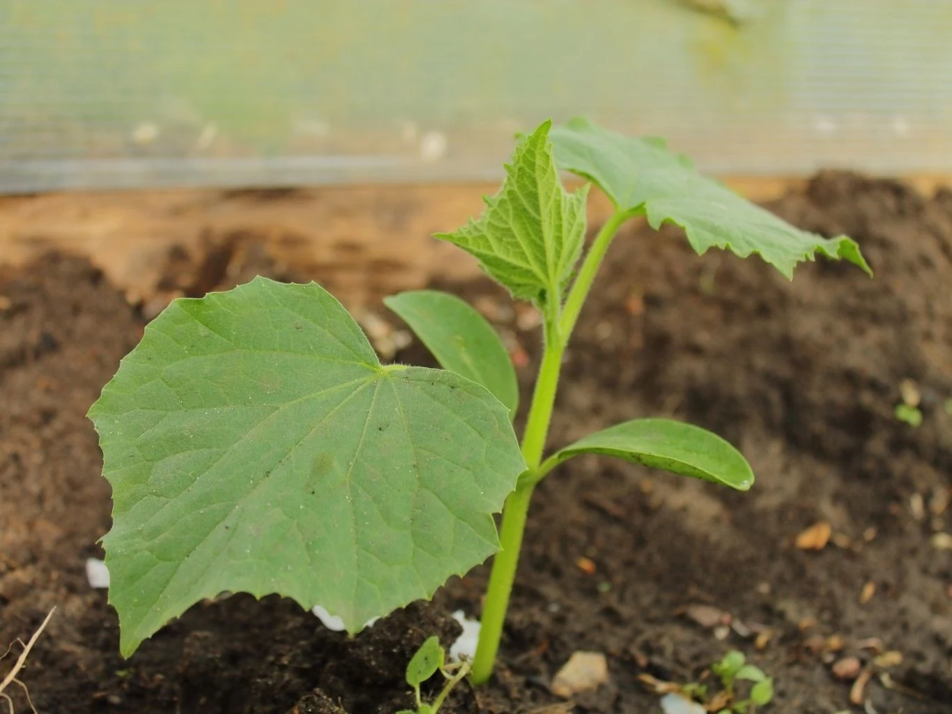 Młoda sadzonka ogórka rosnąca w ciemnej, wilgotnej glebie. 