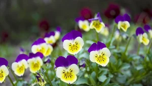 Wysiej, a zostanie z tobą na długo. Kwitnie przez cały sezon