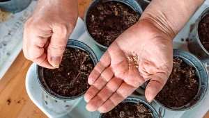 Roczny plan siewów. W marcu pomidory rosną jak marzenie