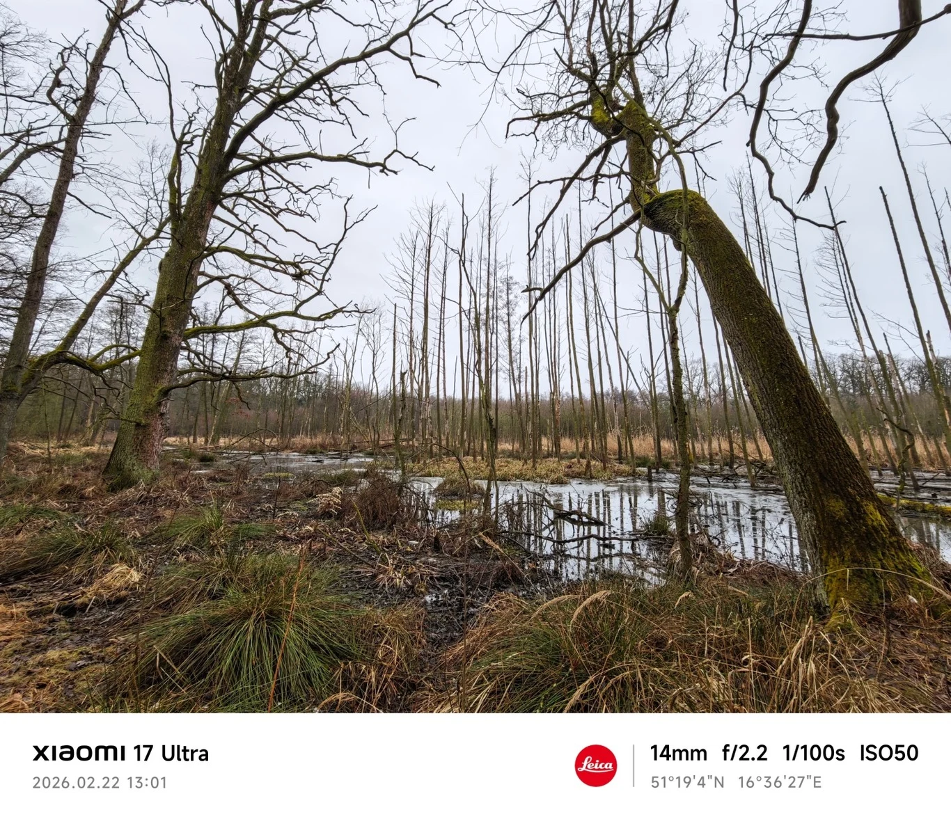 Bagienne kawałki lasu z powalonymi i gołymi drzewami otoczone przez mokradła, widoczne trawy i zamulona woda, chłodna i pochmurna aura zimowa.