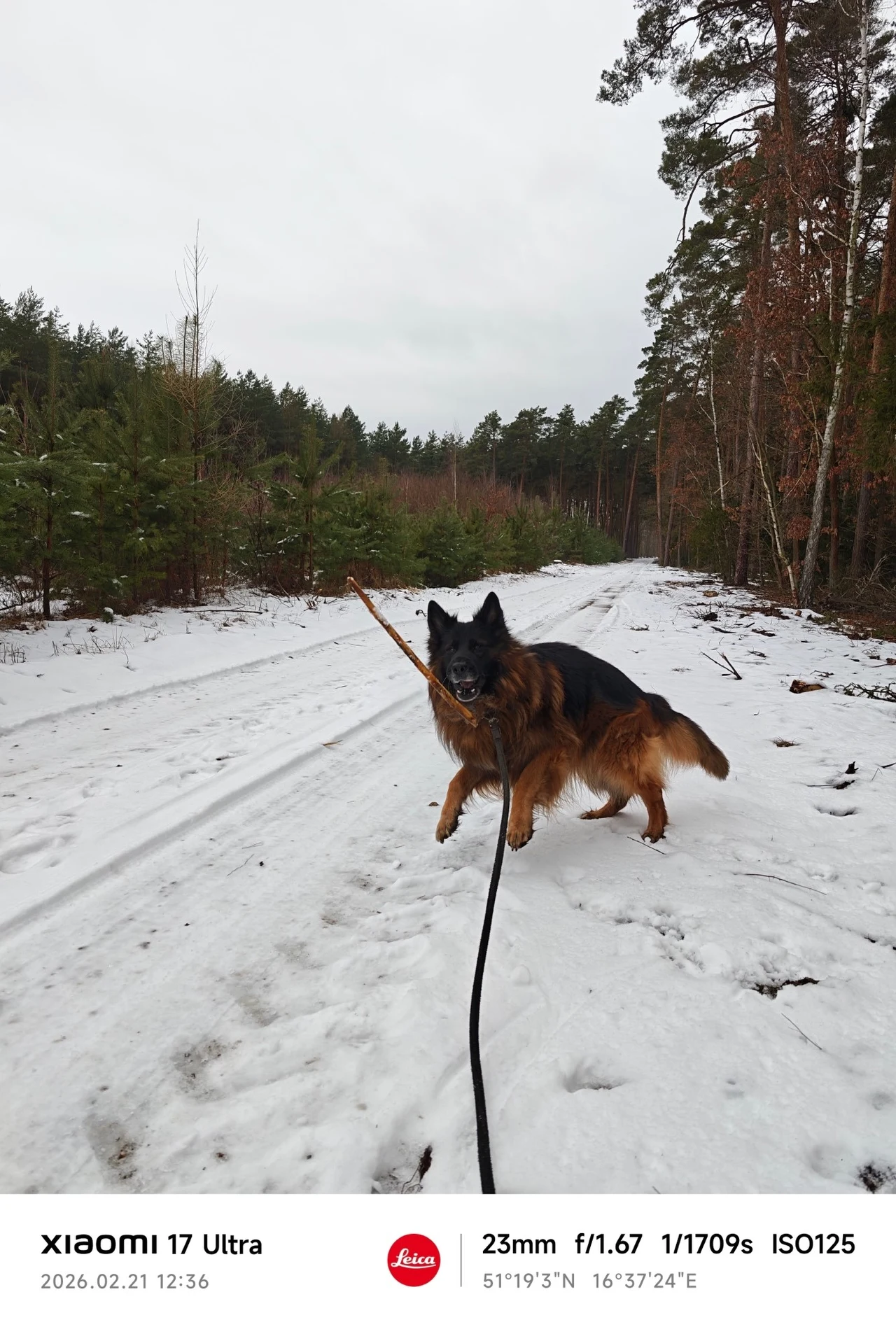 Owczarek niemiecki prowadzony na smyczy idzie po zaśnieżonej leśnej ścieżce, otoczony przez drzewa iglaste i liściaste, na tle zimowego lasu.