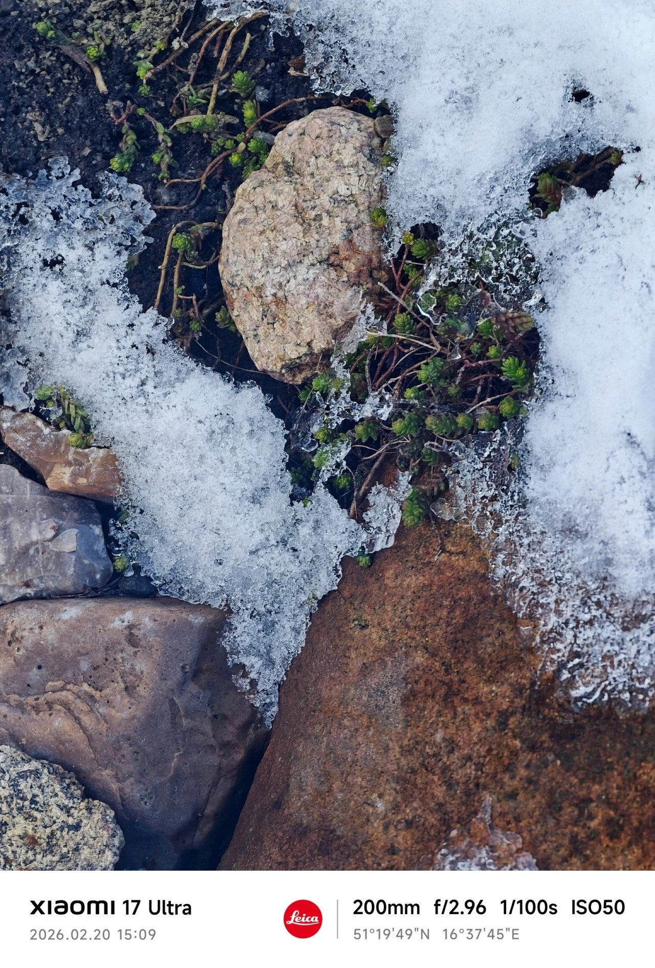 Topniejący śnieg odsłania kamienie i zielone rośliny, kontrastując zimową biel z kolorami ziemi i zielenią nowej roślinności.