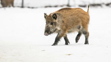 Dziki na dobre zadomowiły się w polskich miastach 