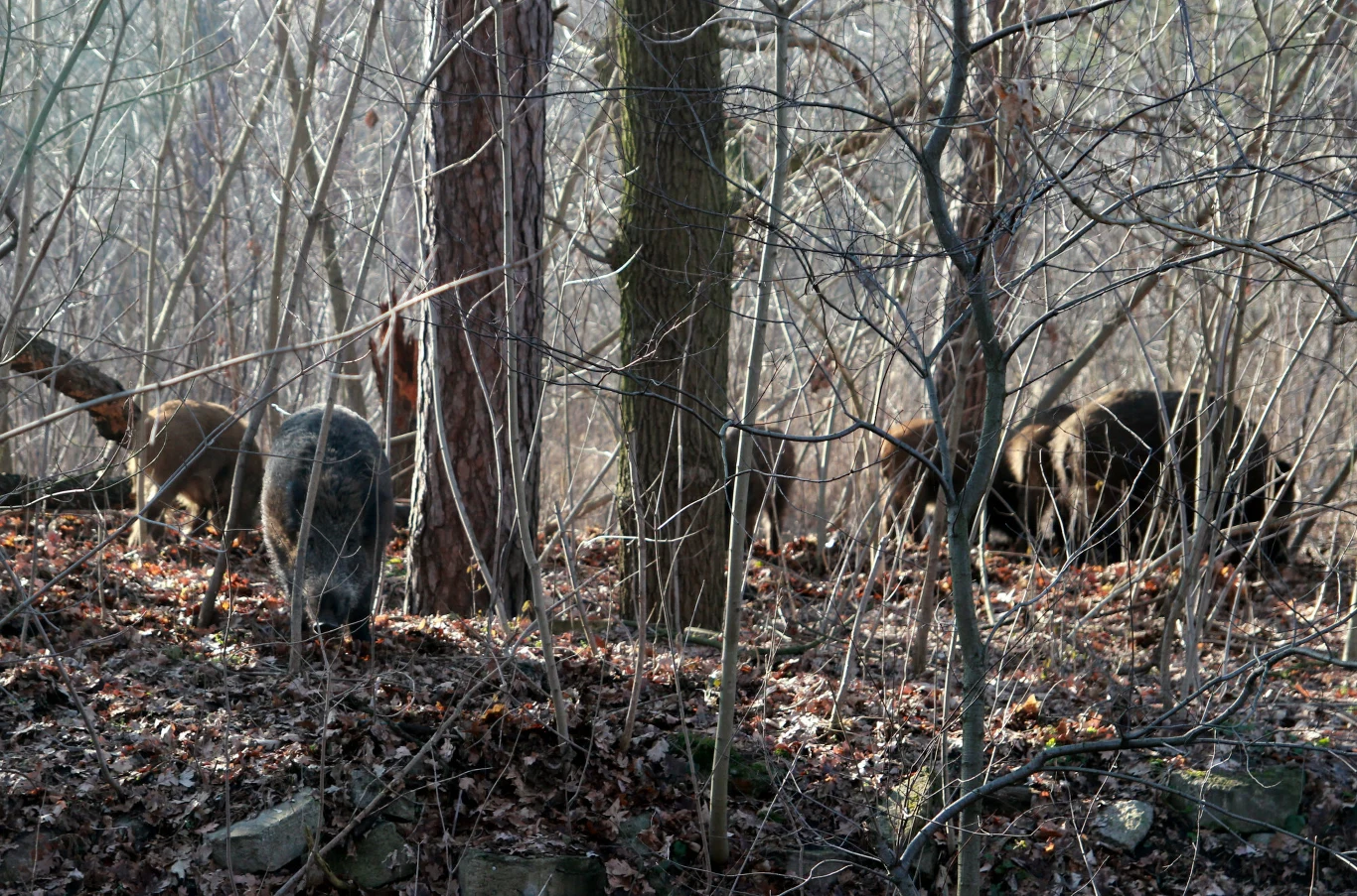 Stado dzików poszukujących pożywienia na ściółce leśnej pomiędzy drzewami i krzewami podczas chłodnej pory roku