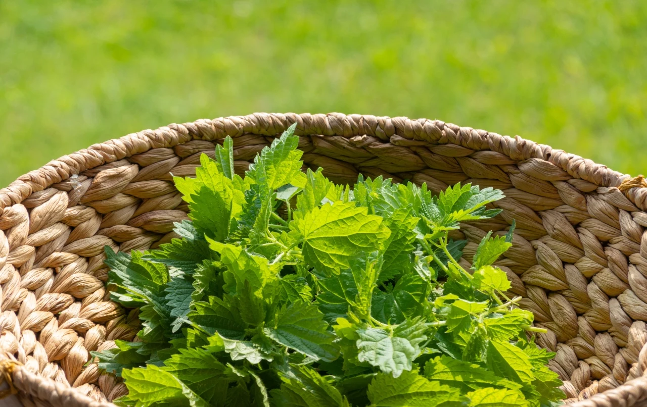 Pokrzywa w koszyczku