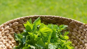 Pokrzywa w koszyczku