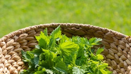 Pokrzywa w koszyczku