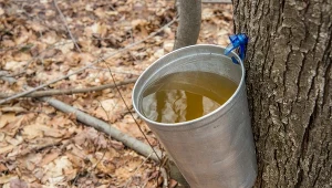Już za chwilę będzie można pozyskiwać sok z drzewa. Ogrodnicy polecają te z brzozy lub klonu