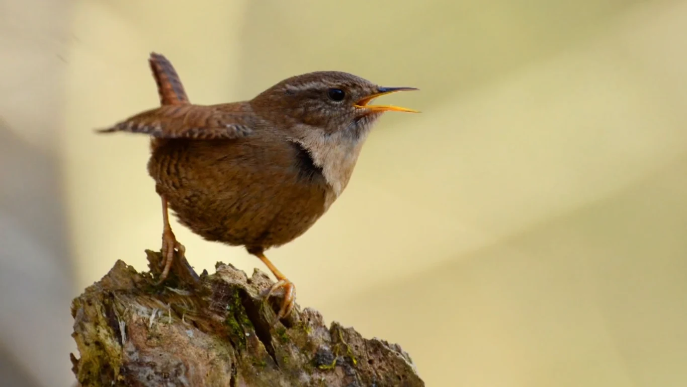 Strzyżyk z daleka wygląda jak mała mysz Mały brązowy ptak z otwartym dziobem siedzi na omszałej gałęzi, tło rozmyte w ciepłych odcieniach.