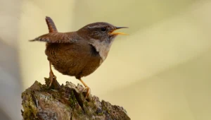Strzyżyk z daleka wygląda jak mała mysz
