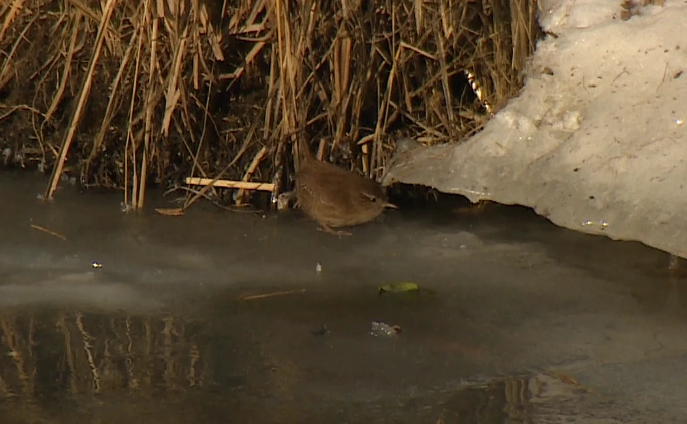 Strzyżyk wypatrzony w Warszawie. Pod lodem szukał pożywienia Mały brązowy ptak stoi na zamarzniętej powierzchni przy brzegu, wśród suchych traw i częściowo stopionego śniegu.