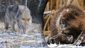 Wilki zimą mogą zjadać bobry prosto z żeremi - alarmują przyrodnicy