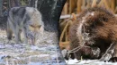 Wilki zimą mogą zjadać bobry prosto z żeremi - alarmują przyrodnicy