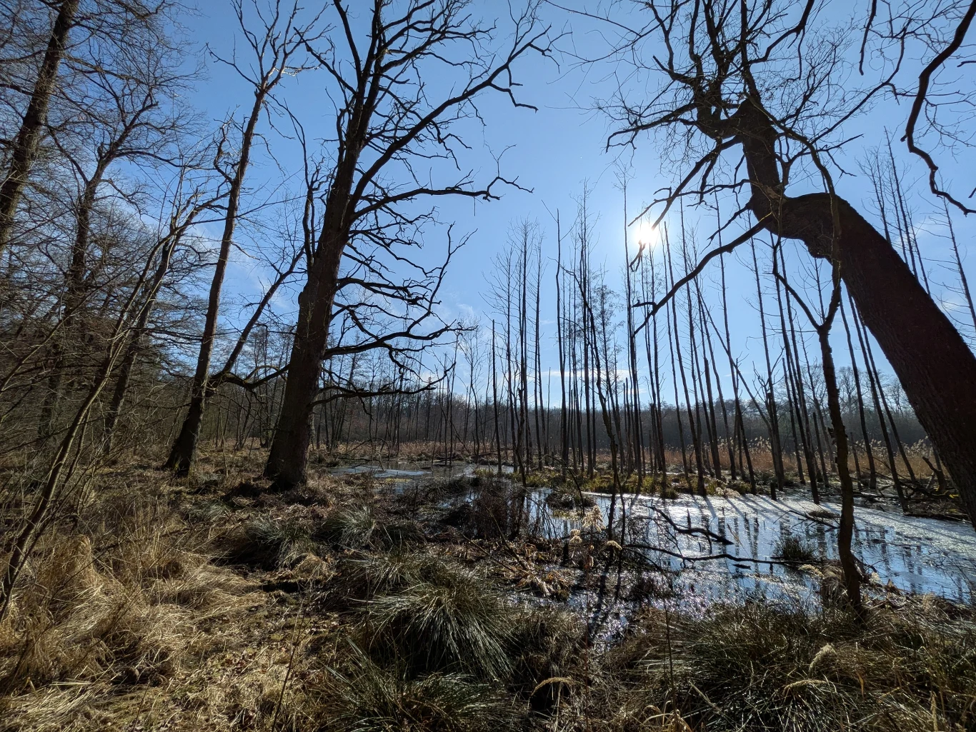 Bezlistne drzewa rosnące wzdłuż podmokłego terenu, słońce świecące przez gałęzie oraz fragmenty zarośli i traw na pierwszym planie, całość podkreślona wyrazistym, jasnym niebem.