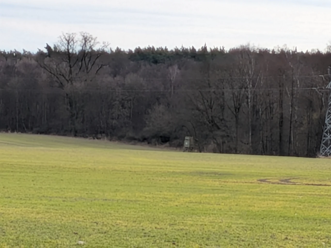 Otwarte pole z zieloną trawą na pierwszym planie, w tle las z bezlistnymi drzewami i wieża myśliwska przy linii drzew oraz metalowy słup energetyczny po prawej stronie.