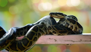 W Gdyni pod zmywarką zaklinował się pyton