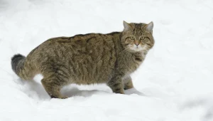 Żbiki jest niezwykle skrytym zwierzęciem