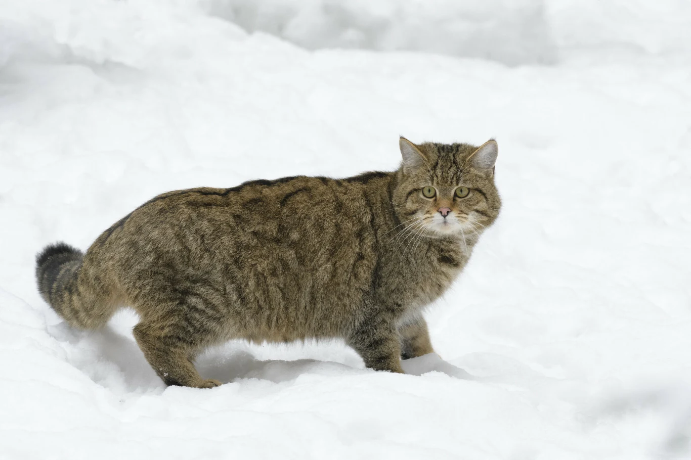 Żbiki coraz częściej polują na polach uprawnych w Europie - wynika z niemieckich badań Dziki kot o pręgowanej sierści stoi na śniegu, z lekko podniesioną przednią łapą i patrzy prosto w obiektyw.