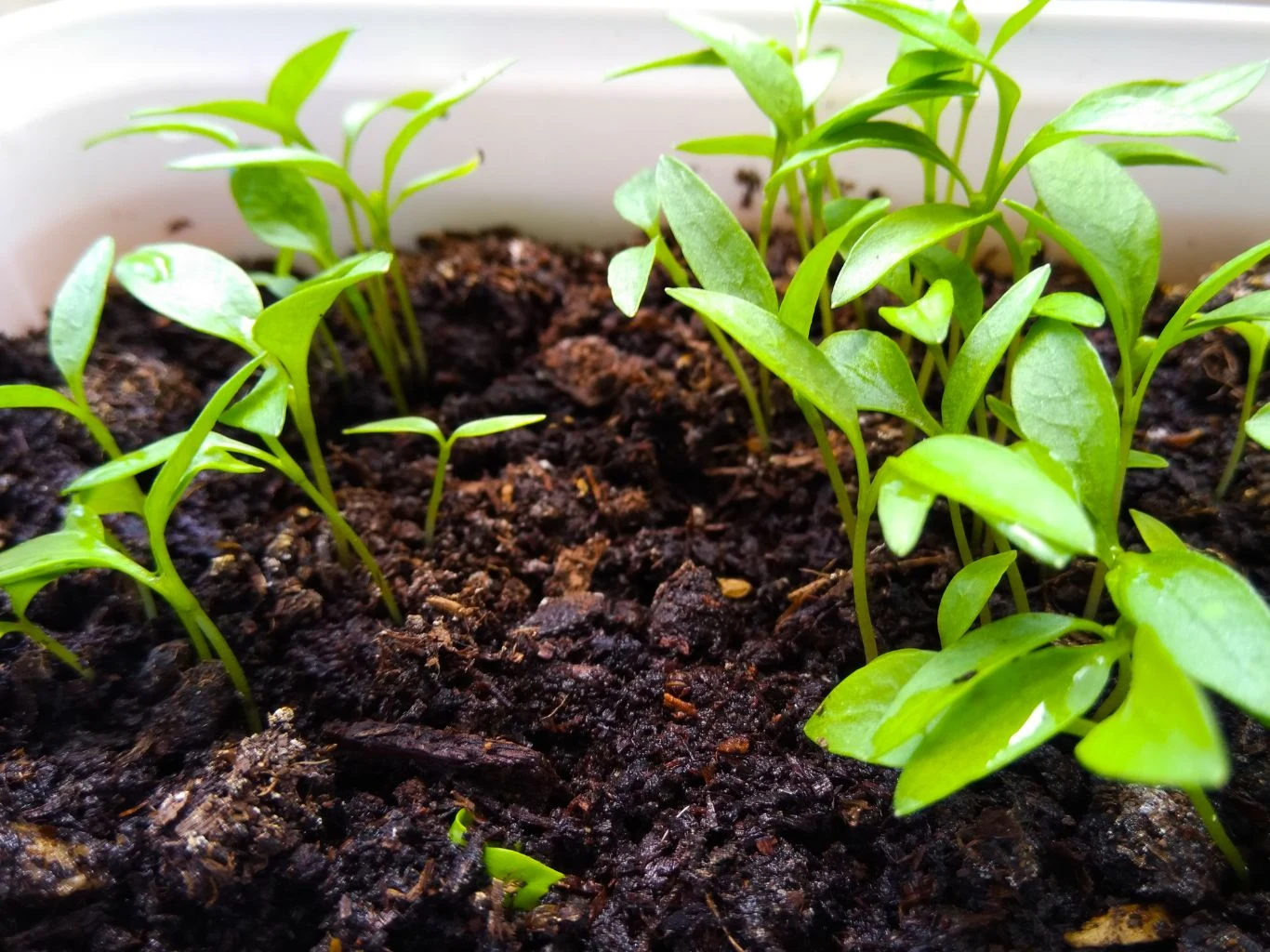 Natka pietruszki uznawana jest za najzdrowszą roślinę na świecie. Zielone siewki wyrastające z wilgotnej, ciemnej ziemi w plastikowym pojemniku, świeżo kiełkujące rośliny o delikatnych, jasnozielonych liściach w początkowej fazie wzrostu.